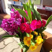 カインズホーム三浦店の寄せ植えの花が安い はんこ屋さん21 上大岡店